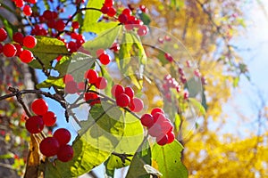 Berry fruit with sunlight in autumn