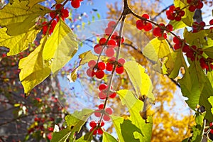 Berry fruit with sunlight in autumn