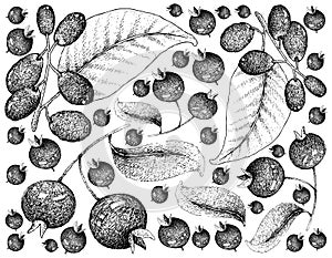 Berry Fruits, Illustration Wallpaper of Hand Drawn Sketch Grumichama Cherries or Eugenia Brasiliensis and Jambolan, Java Plum,