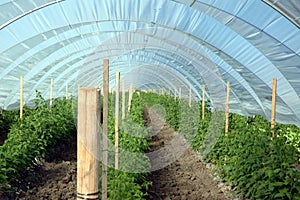 Berry greenhouse