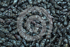 Berry honeysuckle close-up.texture of a honeysuckle berry