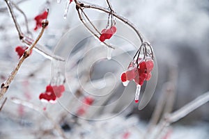 Berry in ice. Natural freezing rain. Ice cover. Crushed ice on snow berries