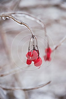 Berry in ice. Natural freezing rain. Ice cover. Crushed ice on snow berries