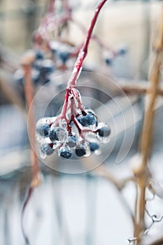 Berry in ice. Natural freezing rain. Ice cover. Crushed ice on snow berries