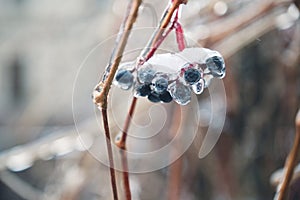 Berry in ice. Natural freezing rain. Ice cover. Crushed ice on snow berries