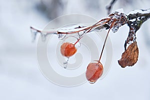 Berry in ice. Natural freezing rain. Ice cover. Crushed ice on snow berries