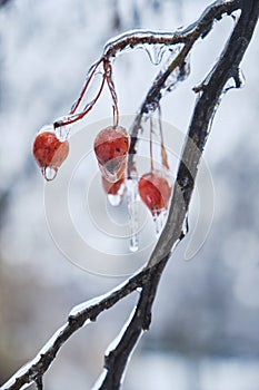 Berry in ice. Natural freezing rain. Ice cover. Crushed ice on snow berries