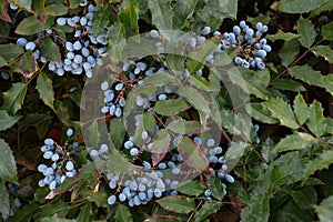 Berry Mahonia aquifolium