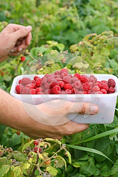 Berry picking fresh raspberries