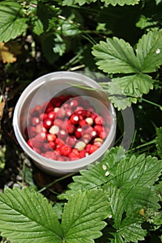 Berry picking in a nordic forrest