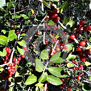 Berry plants producing lots of bright red fruit around the cemetery fence