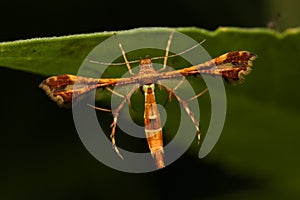 Berry plume moth