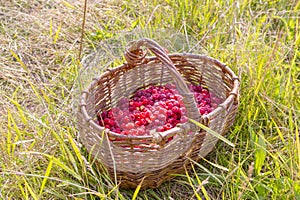 Berry raspberries in a basket on the grass