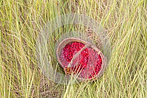 Berry raspberries in a basket on the grass