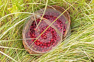 Berry raspberries in a basket on the grass