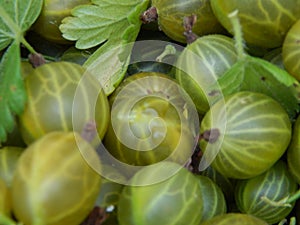 Berry raspberries fruit picking
