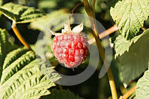 Berry raspberry on a bush with green leaves is lit by bright sunlight