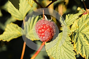 Berry raspberry on a bush with green leaves is lit by bright sunlight