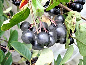 Berry shrub - choke-berry