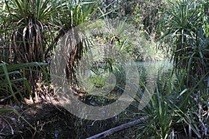 Berry Springs Nature Reserve in the Northern Territory of Australia