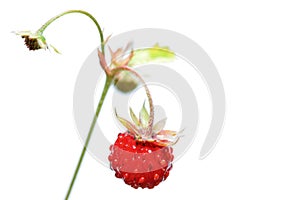 Berry strawberry on a branch