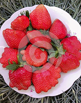 Berry strawberry matures in the summer