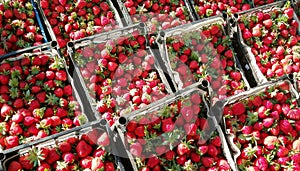 Berry strawberry matures in the summer