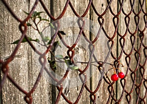 Berry Vine Tangled in Rusting Fence