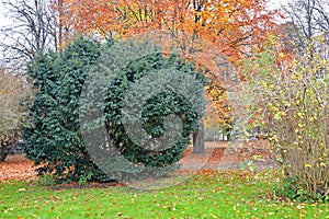 Berry yew Taxus baccata L. in autumn park photo