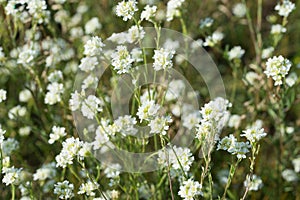 Berteroa incana, hoary alyssum white flowers macro selective focus