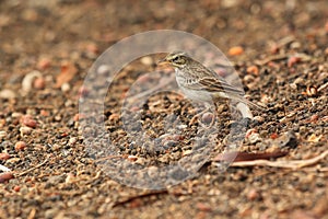 Berthelot pipit