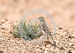 Berthelot's Pipit