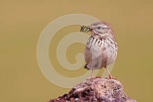 Berthelot`s Pipit