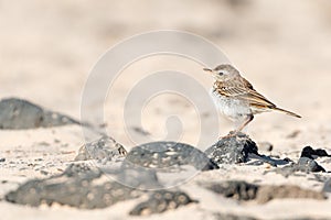 Berthelot`s pipit