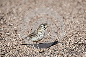 A Berthelot`s pipit Anthus berthelothii in Lanzarote, Canary Islands, Spain, sitting on the ground