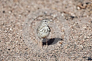 A Berthelot`s pipit Anthus berthelothii in Lanzarote, Canary Islands, Spain, sitting on the ground