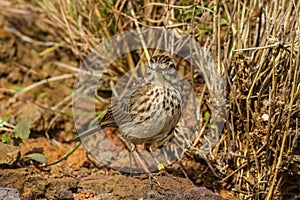 Berthelot`s Pipit Anthus Berthelotii