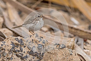 Berthelot's pipit (Anthus berthelotii