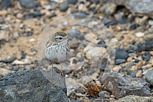 Berthelot's pipit (Anthus berthelotii