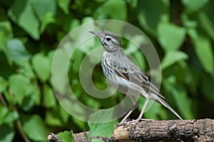 Berthelot`s pipit Anthus berthelotii on a branch.