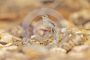 Berthelot\'s pipit (Anthus berthelotii) perched on rocks and foraging in the arid landscape of Fuerteventura Spain.