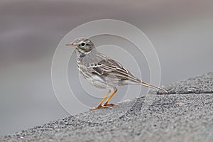 Berthelot\'s pipit bird standing by the edge