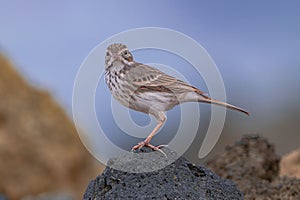 Berthelot\'s pipit bird standing on a volcanic rock