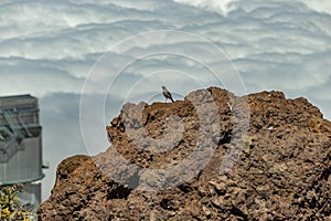 Berthelots Pipit, Anthus berthelotii, endemic bird portrait perched on volcanic rock, selective focus. Roque de los Muchachos