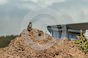 Berthelots Pipit, Anthus berthelotii, endemic bird portrait perched on volcanic rock, selective focus. Roque de los Muchachos