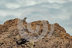 Berthelots Pipit, Anthus berthelotii, endemic bird portrait perched on volcanic rock, selective focus. Roque de los Muchachos