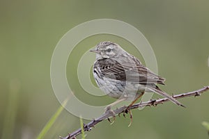 Berthelots pipit, Anthus berthelotii maderensis