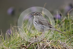 Berthelots pipit, Anthus berthelotii maderensis