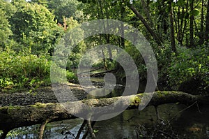 Berthin Brook, Usk