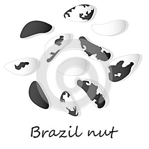 Bertholletia. Brazil nuts vector illustration on white close up